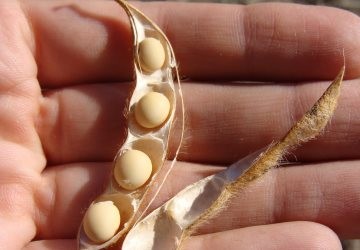 Cuando la inversi�n depende de las commodities